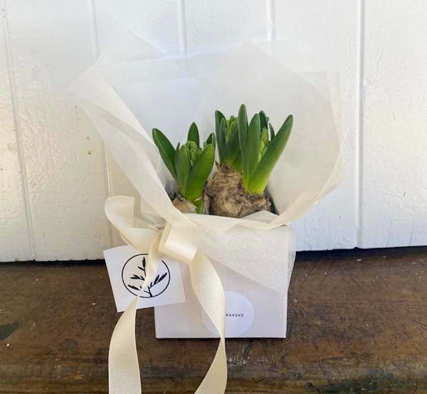 Hyacinth Plant - Gift Boxed
