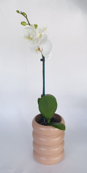 Potted Phalenopsis Orchid