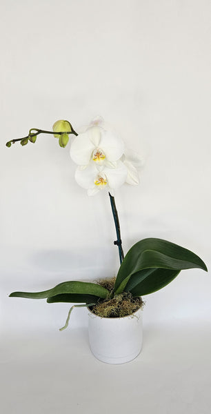 Potted White Phalenopsis Orchid