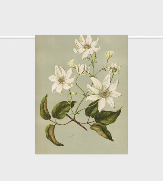 Tea Towel Clematis - Lettuce