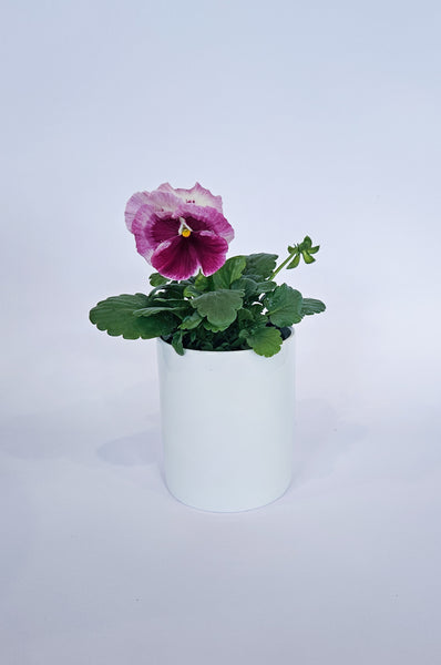 Mother's Day Gift Box - Pretty Pansy