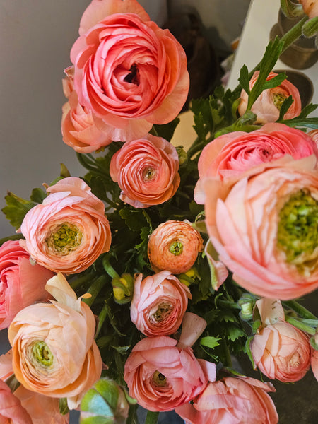 Ranunculus Special