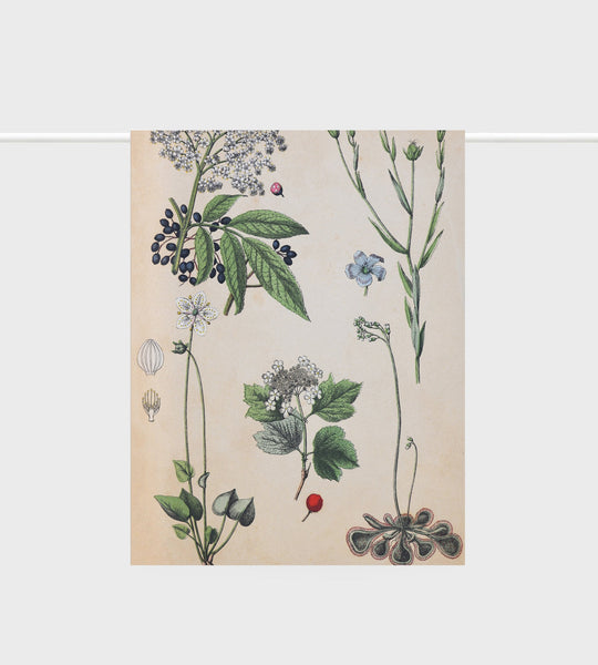 Tea Towel Field Botany - Lettuce