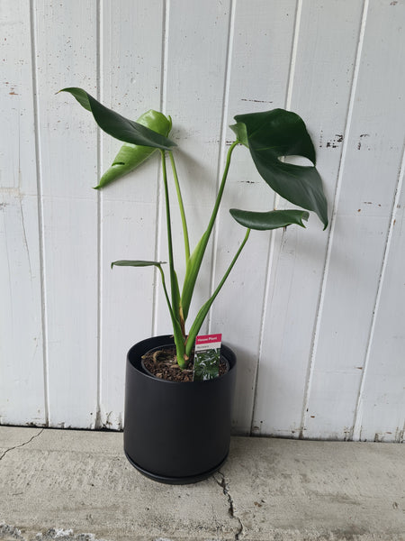 Monstera  Plant